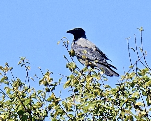 hooded crow